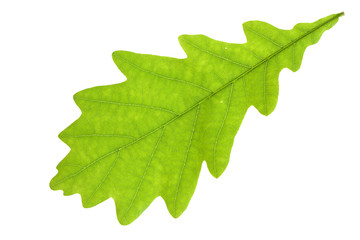Oak leaf