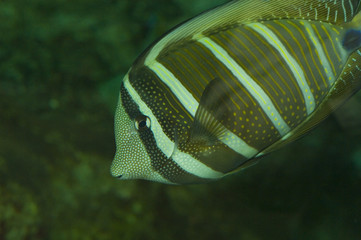 Fisch