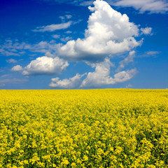 Obraz premium Yellow field and blue sky