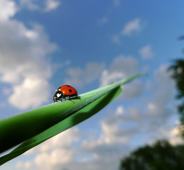 Marienkäfer auf Grashalm