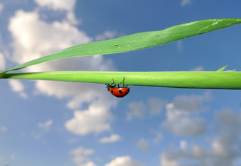 Marienkäfer auf Grashalm