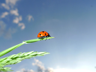 Marienkäfer