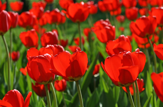 Beautiful red tulips glowing in sunlight