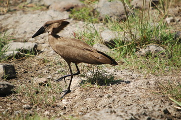 Hammerkop, Scopus umbretta, Africa, Kenya, Masai Mara