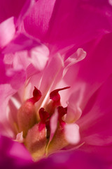 Fototapeta na wymiar Pfingstrose Blütenzauber (Paeonia officinalis)