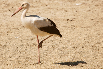 white stork