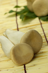 mushroom（erinngi）