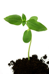 The seedling of the sunflower