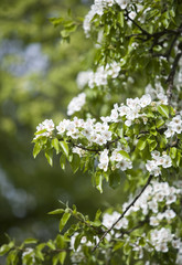 Apple blossom on a sunny day