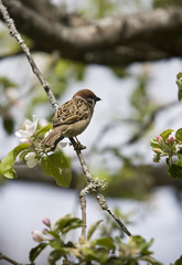 Bird in a tree