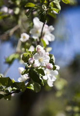 Apple Blossom with short focal depth on a sunny day