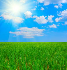 Green field and white clouds