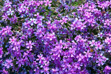 Fototapeta premium flowers background