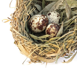 Obraz premium 3 oeufs dans un nid d'oiseau