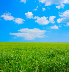 Obraz premium Green field and white clouds