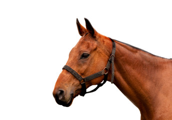 Isolate head of a cobbed horse with partial harness