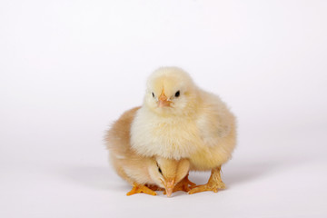 Fototapeta premium Küken