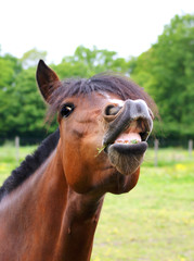 Fototapeta premium le rire du cheval