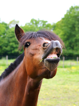 le rire du cheval