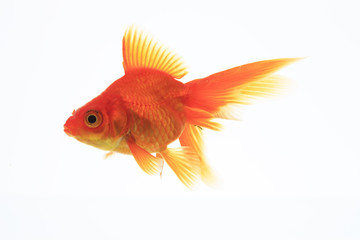 Fototapeta premium 金魚