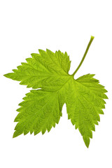 leaf raspberry