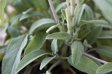 salvia