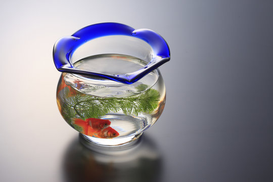 金魚鉢 Images Browse 1 093 Stock Photos Vectors And Video Adobe Stock