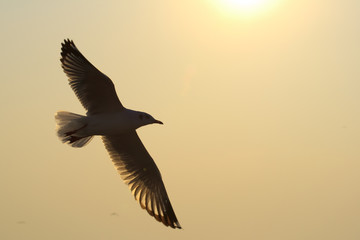 Silhouette seagull