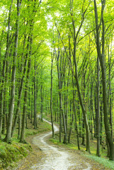 Fototapeta premium Forest