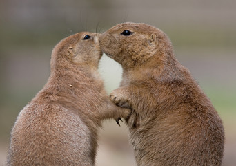 Pr&auml;riehund Paar