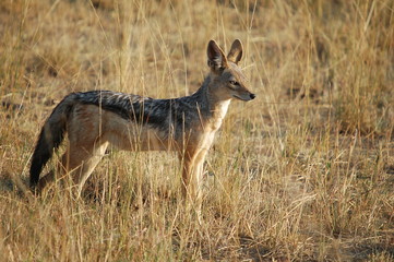 Black-backed Jackal (Canis mesomelas), Masai Mara, Kenya
