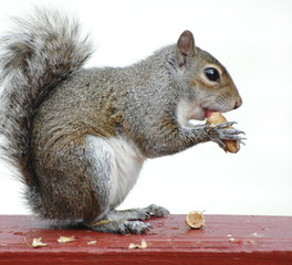 Eating Squirrel 3