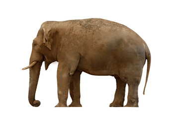 Obraz premium Elephant