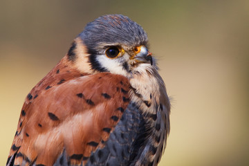 Buntfalke