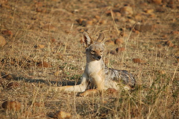 Black-backed Jackal (Canis mesomelas), Masai Mara, Kenya