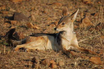 Black-backed Jackal (Canis mesomelas), Masai Mara, Kenya