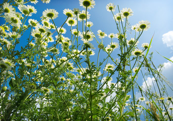 Meadow with fowers