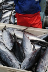 Pesca de t&uacute;nidos