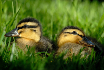 Extreme Closup of Mallard Ducklings