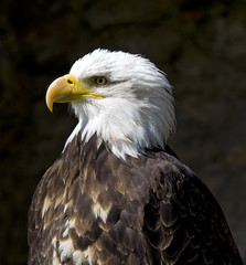 Weißkopfseeadler