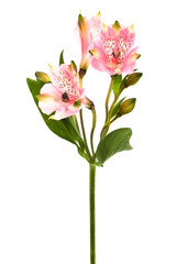 Beautiful pink alstroemeria