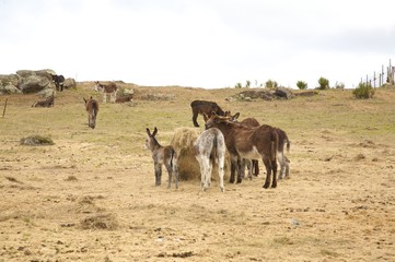 big group of donkeys