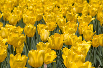 Detailed view of tulip field