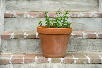 herbs in a terra cotta pot on the steps