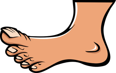 human foot