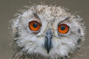 Baby Schneeeule