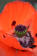 Mohn