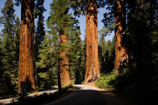 Sequoia National Park ,Giant Village Area, Mammutbäume