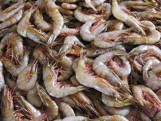 Fresh Shrimps
