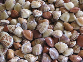 Sea Shells